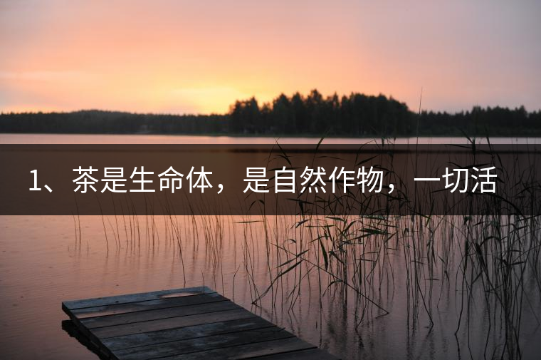 1、茶是生命體,是自然作物,一切活動(dòng)受自然規(guī)律影響。 1、茶是生命體,是自然作物,一切活動(dòng)受自然規(guī)律影響。