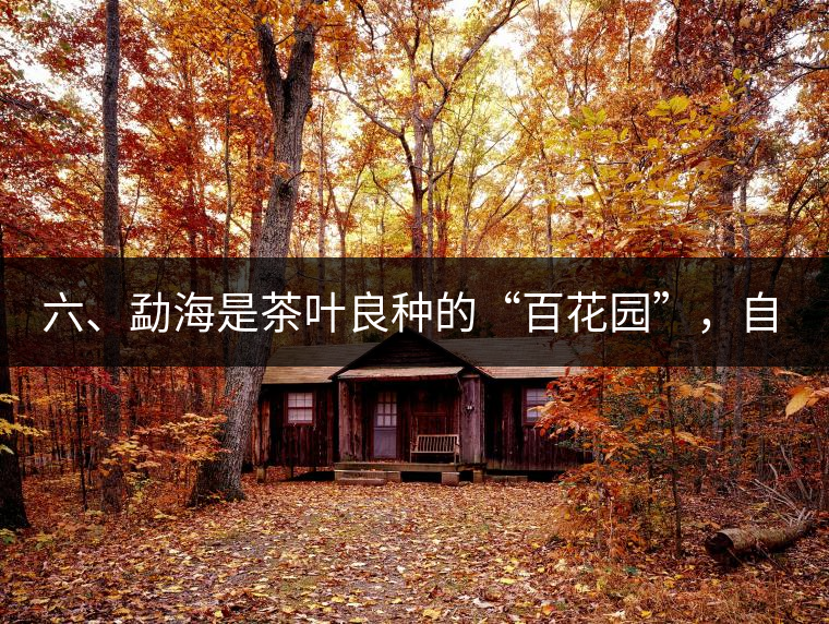 六、勐海是茶葉良種的“百花園”，自稱“第一縣”不足奇