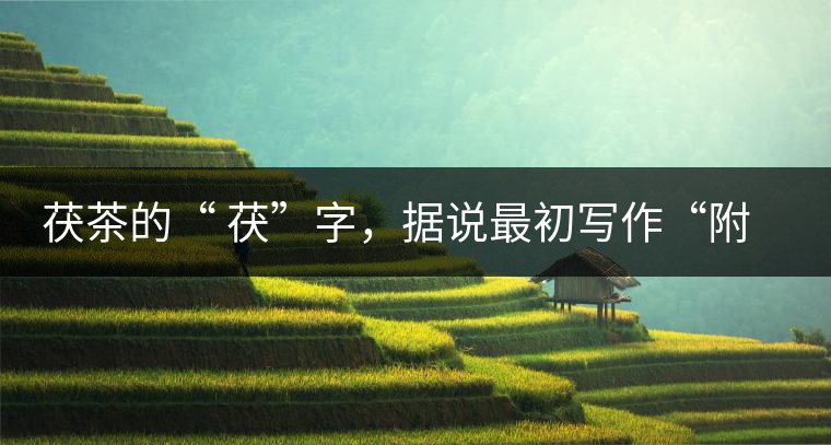 茯茶的“ 茯”字,據(jù)說(shuō)最初寫(xiě)作“附”,意思就是非“正”品,次等貨。茯磚茶選料多用質(zhì)地很老的茶葉,加上茶梗與枝葉拼配。陳化后,性溫,有著獨(dú)特的營(yíng)養(yǎng)價(jià)值,更有助于幫助消化去膩。有些時(shí)候,茶傳播也有尷尬的時(shí)候,今天中原大地流行喝陳茶的時(shí)候,這個(gè)地方卻開(kāi)始喝新茶。喝也喝出問(wèn)題來(lái),磚茶不適合品新,因?yàn)槔现θ~含氟高的緣故,許多牧民甚至氟中毒,國(guó)家正在著手解決這一問(wèn)題。但從根本上來(lái)說(shuō),還是需要消費(fèi)者回到自己的傳統(tǒng),把茶葉的儲(chǔ)藏習(xí)慣繼續(xù)保留。 茯茶的“ 茯”字,據(jù)說(shuō)最初寫(xiě)作“附”,意思就是非“正”品,次等貨。茯磚茶選料多用質(zhì)地很老的茶葉,加上茶梗與枝葉拼配。陳化后,性溫,有著獨(dú)特的營(yíng)養(yǎng)價(jià)值,更有助于幫助消化去膩。有些時(shí)候,茶傳播也有尷尬的時(shí)候,今天中原大地流行喝陳茶的時(shí)候,這個(gè)地方卻開(kāi)始喝新茶。喝也喝出問(wèn)題來(lái),磚茶不適合品新,因?yàn)槔现θ~含氟高的緣故,許多牧民甚至氟中毒,國(guó)家正在著手解決這一問(wèn)題。但從根本上來(lái)說(shuō),還是需要消費(fèi)者回到自己的傳統(tǒng),把茶葉的儲(chǔ)藏習(xí)慣繼續(xù)保留。