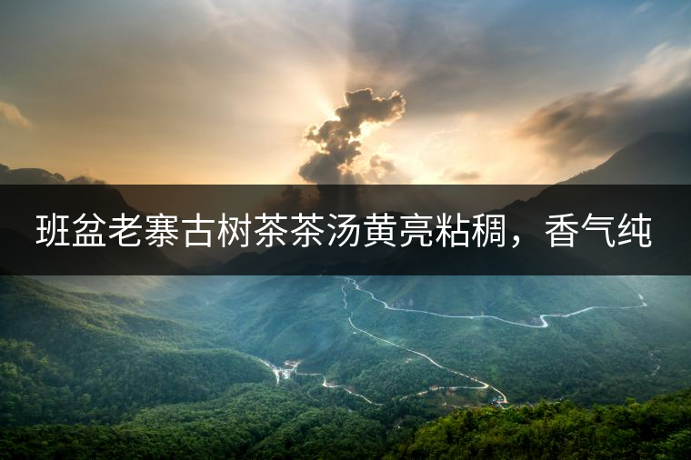 班盆老寨古樹茶茶湯黃亮粘稠，香氣純高，滋味清甜柔順，略苦澀，苦澀不會持久1-2秒后轉為甘甜，喉嚨清爽無燥感，舌面回甘，生津持久，外形條索油亮，肥大顯毫、葉脈清晰、葉質軟。茶氣強勁、韻味回繞時間極長，滋味釅醇，茶氣凜冽，回甘生津較猛，喉韻較深。幾杯下肚有較為明顯的體感表現（背脊、額頭發汗），沒有其他雜味。
