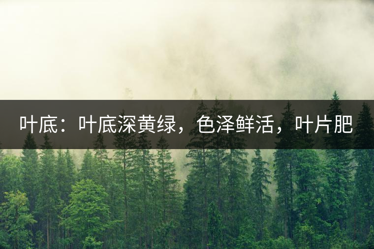 葉底：葉底深黃綠，色澤鮮活，葉片肥厚，梗莖肥壯，而且非常柔韌。