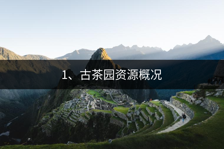 1、古茶園資源概況 1、古茶園資源概況