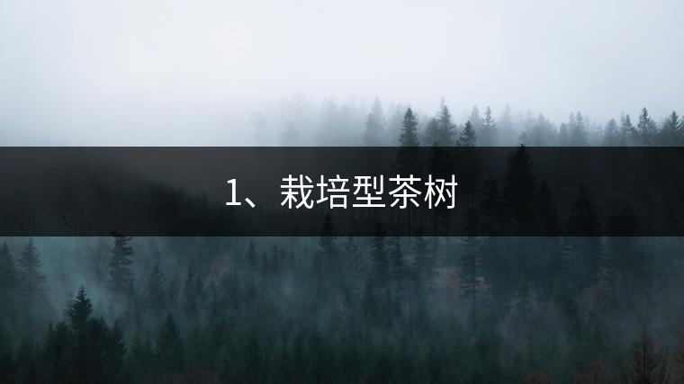 1、栽培型茶樹 1、栽培型茶樹