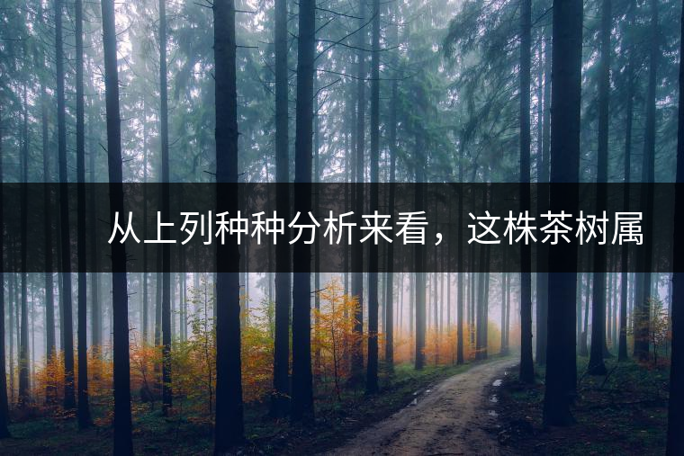 從上列種種分析來看,這株茶樹屬野生類型應無疑問。 從上列種種分析來看,這株茶樹屬野生類型應無疑問。