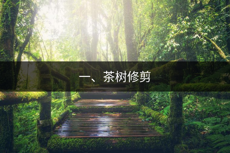 一、茶樹修剪 一、茶樹修剪
