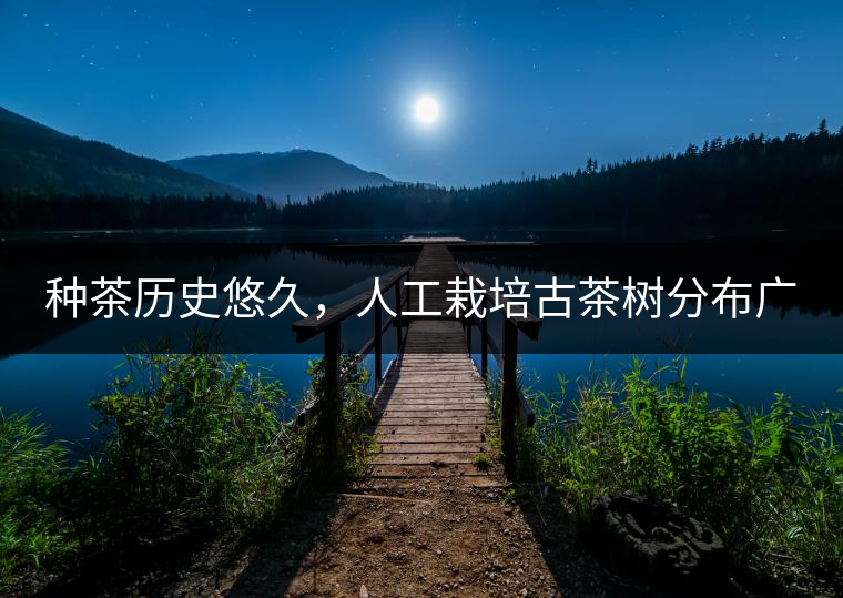 種茶歷史悠久，人工栽培古茶樹分布廣