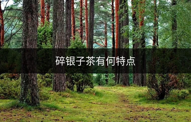 碎銀子茶有何特點 碎銀子茶有何特點