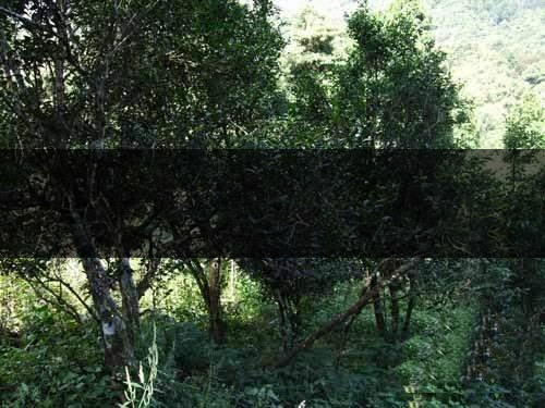 云南省昆明市茶業簡述（四）