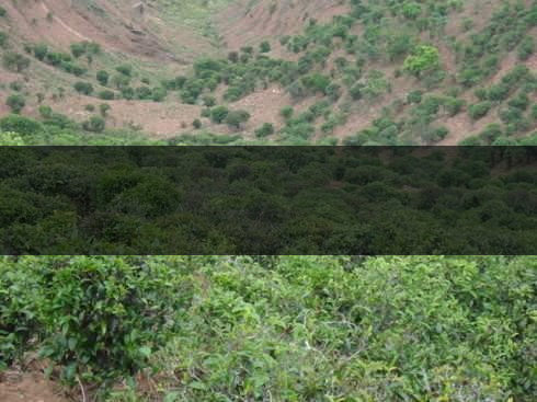 云南省景東縣茶業(yè)概況簡(jiǎn)述(第二章) 云南省景東縣茶業(yè)概況簡(jiǎn)述(第二章)