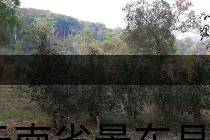 云南省景東縣茶業概況簡述(第一章) 云南省景東縣茶業概況簡述(第一章)