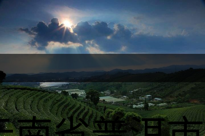 云南省普洱市茶業(yè)概況簡述(三) 云南省普洱市茶業(yè)概況簡述(三)