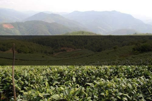 云南省景谷縣茶業概況簡述（一）