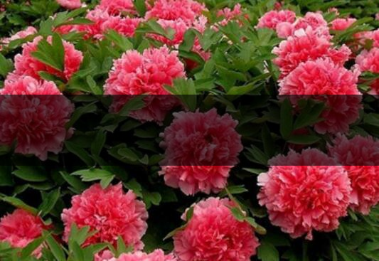 怎樣晾曬牡丹花牡丹花的曬干方法-1 怎樣晾曬牡丹花牡丹花的曬干方法-1