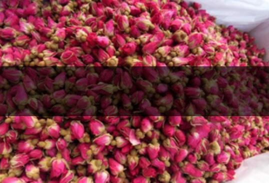 云南金邊玫瑰和平陰玫瑰哪個好-1 云南金邊玫瑰和平陰玫瑰哪個好-1