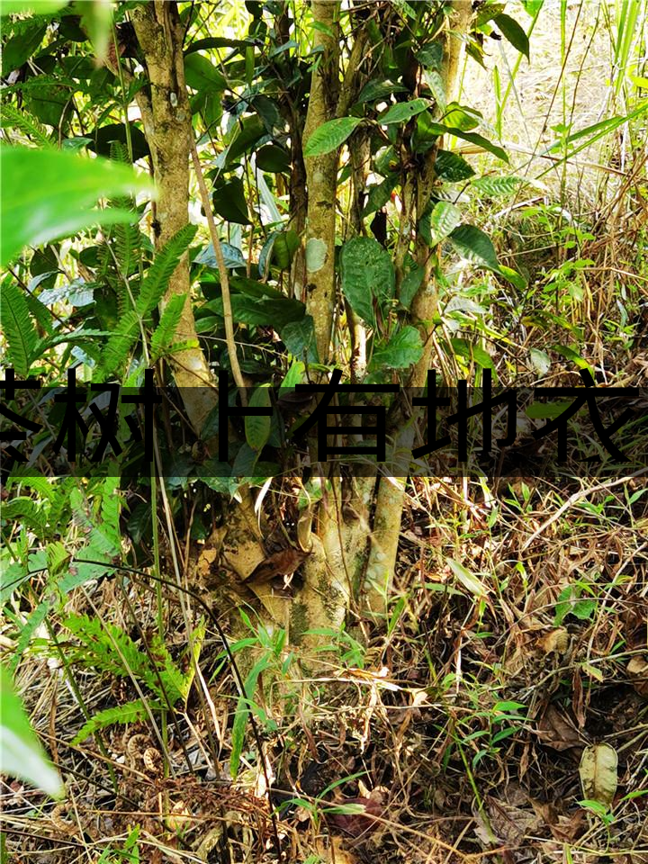 茶樹上有地衣或苔蘚是不是有害的? 茶樹上有地衣或苔蘚是不是有害的?