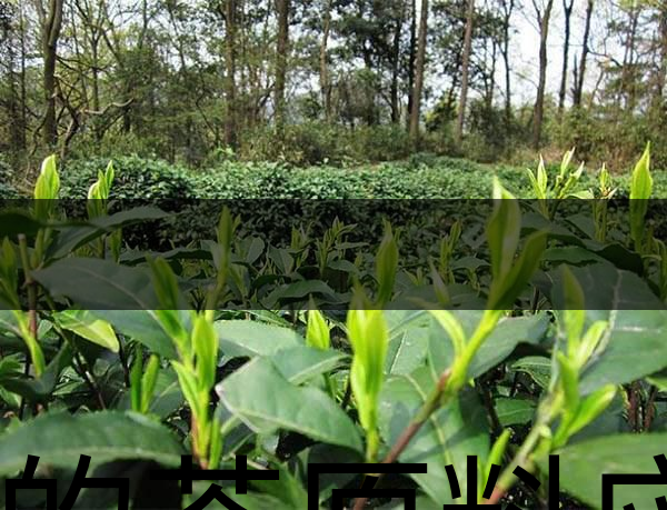 好的茶原料應具備的幾個必要條件？