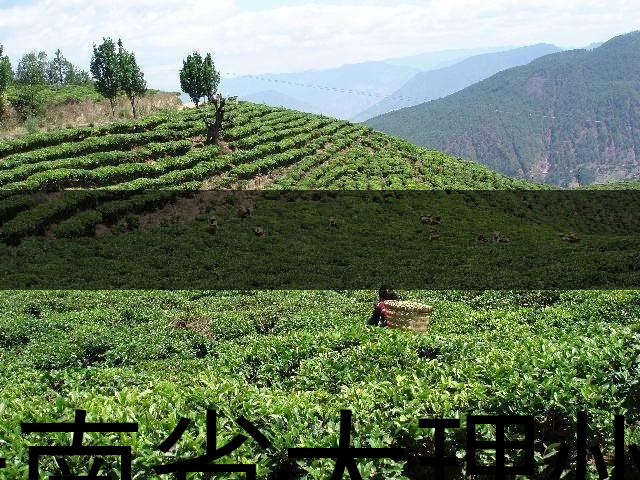 云南省大理州云龍縣茶業概況簡述（第二講）