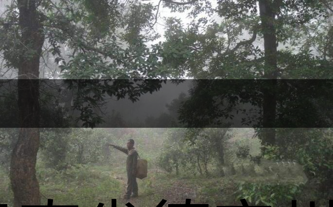 云南省德宏州瑞麗市茶業(yè)概況簡述（下篇）