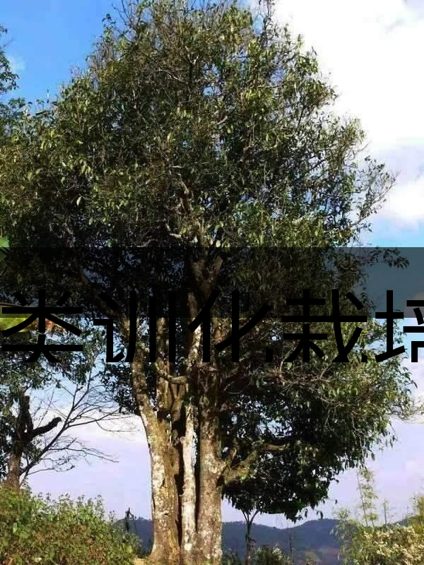 人類訓化栽培野生茶樹活標本介紹 人類訓化栽培野生茶樹活標本介紹