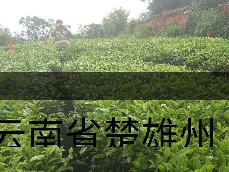 云南省楚雄州牟定縣茶業概況簡述