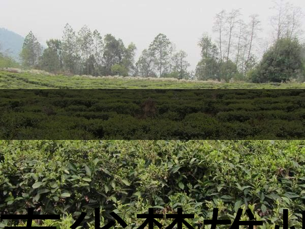 云南省楚雄州茶業(yè)概況簡(jiǎn)述 云南省楚雄州茶業(yè)概況簡(jiǎn)述
