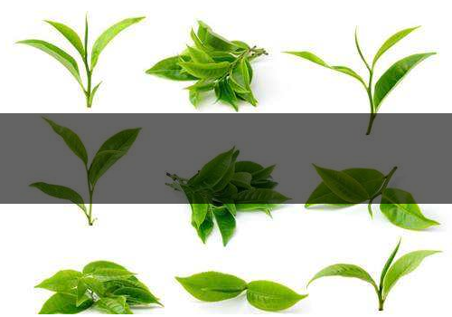 六月份適合喝什么茶-可以睡前喝嗎 六月份適合喝什么茶-可以睡前喝嗎