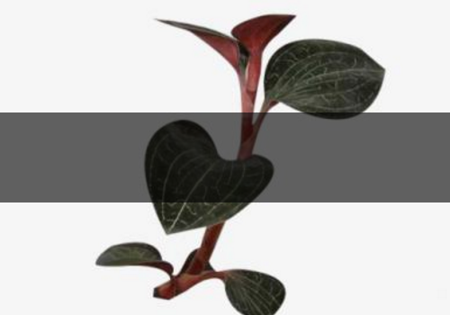 金線蓮能治痛風嗎-能降血壓嗎 金線蓮能治痛風嗎-能降血壓嗎