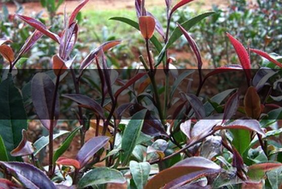 紫鵑茶為什么沒人買-紫鵑茶適合做什么茶-2 紫鵑茶為什么沒人買-紫鵑茶適合做什么茶-2