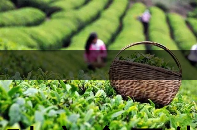 茶葉安全衛生與我國相關法規管理體系簡述(壹)-1 茶葉安全衛生與我國相關法規管理體系簡述(壹)-1