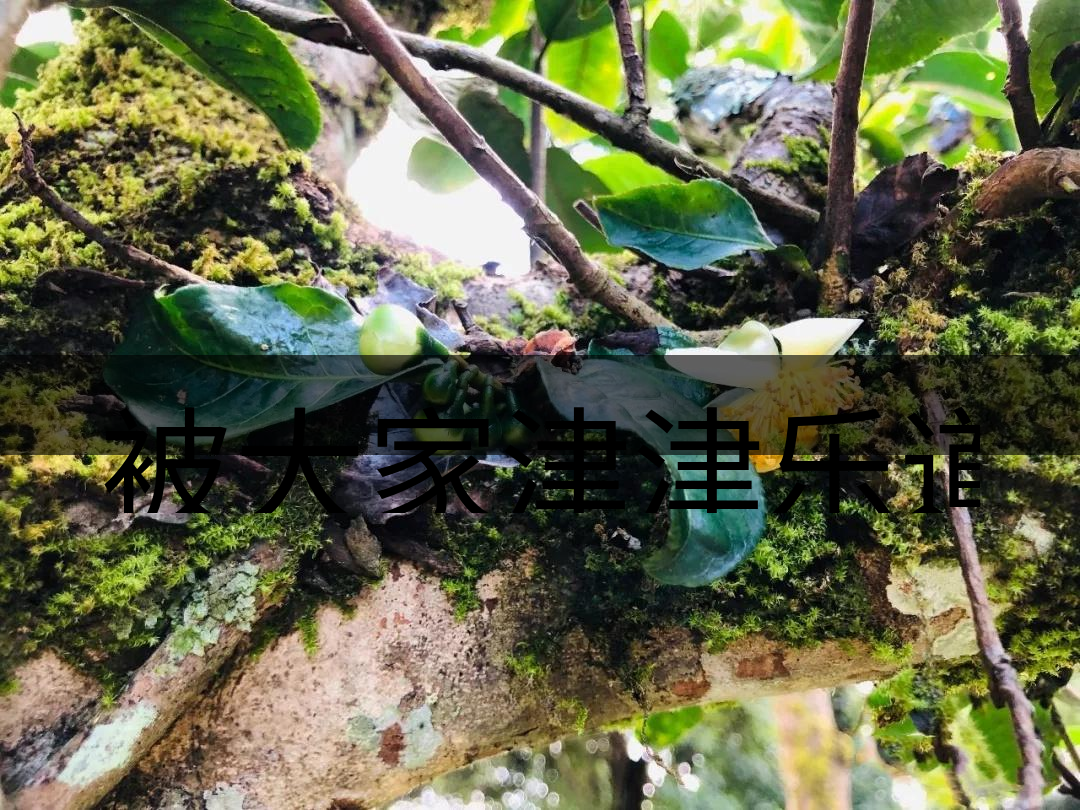 被大家津津樂道的森林茶，你知道是什么？-4-1