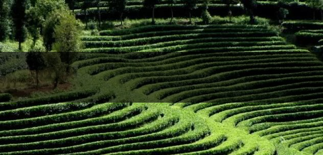 臺地茶（生態茶）葉底特征辨別-2