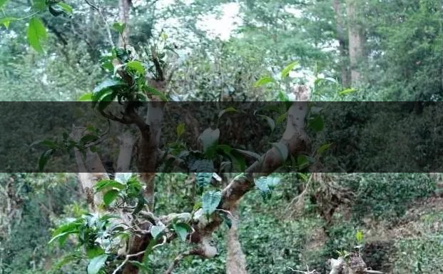 古樹茶(大樹茶)葉底特征辨別-2 古樹茶(大樹茶)葉底特征辨別-2