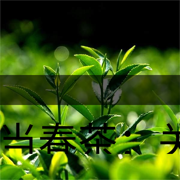 正當春茶：關于這些茶知識你知道嗎？-1