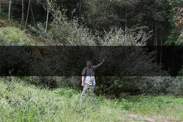 老楊說茶:武夷尋茶之三:巖茶巖韻形成的四-1-1 老楊說茶:武夷尋茶之三:巖茶巖韻形成的四-1-1