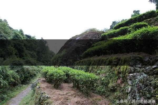 老楊說茶:武夷尋茶之三:巖茶巖韻形成的四-3-1 老楊說茶:武夷尋茶之三:巖茶巖韻形成的四-3-1