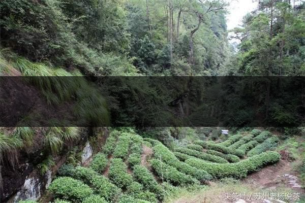 老楊說茶:武夷尋茶之三:巖茶巖韻形成的四-5-1 老楊說茶:武夷尋茶之三:巖茶巖韻形成的四-5-1