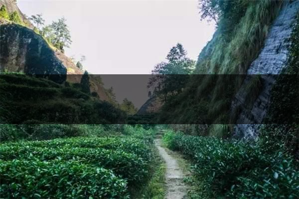 喝武夷山巖茶的香,什么是工藝香?-4 喝武夷山巖茶的香,什么是工藝香?-4