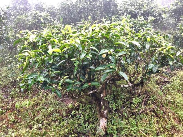 德宏味:普洱茶的終極意境