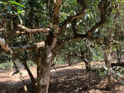 2021年磨烈古樹秋茶口感有什么特點？