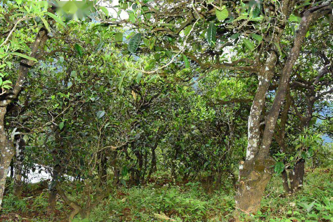 2021年磨烈古樹秋茶會是趕超冰島的存在嗎？