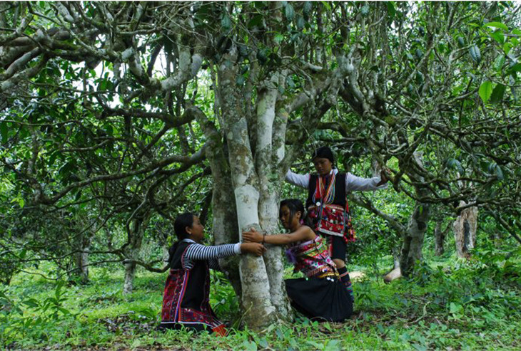 2021年大戶賽古樹秋茶品鑒！