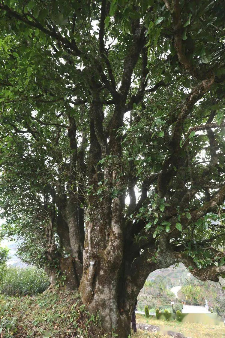 2021臨滄大戶賽秋茶因何被稱為潛力股？