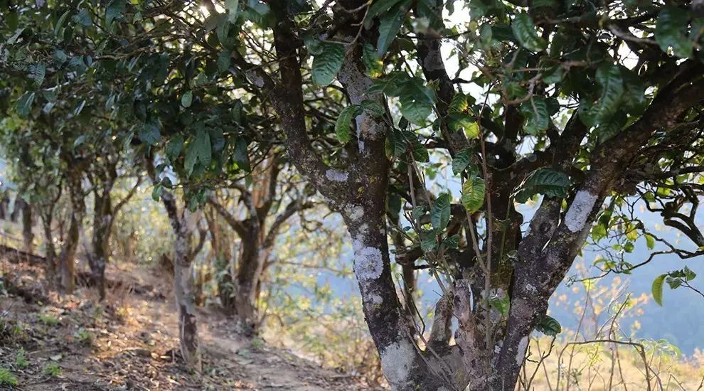 2021年大雪山古樹(shù)秋茶口感品鑒？