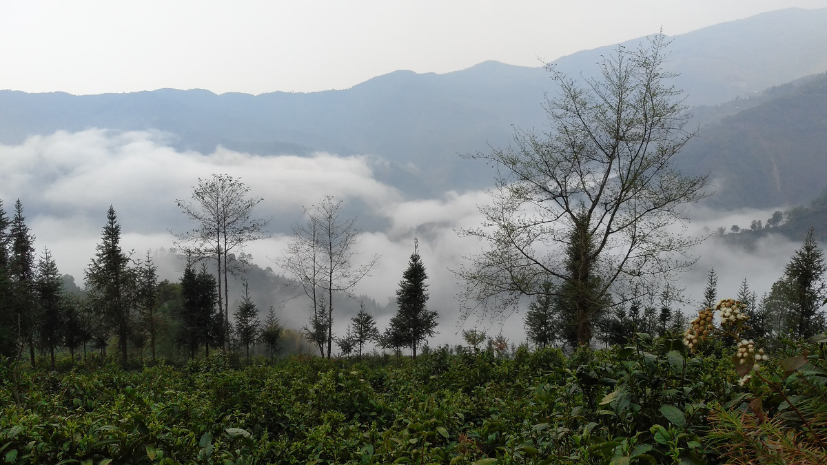 2021年大雪山古樹(shù)秋茶價(jià)格是多少？