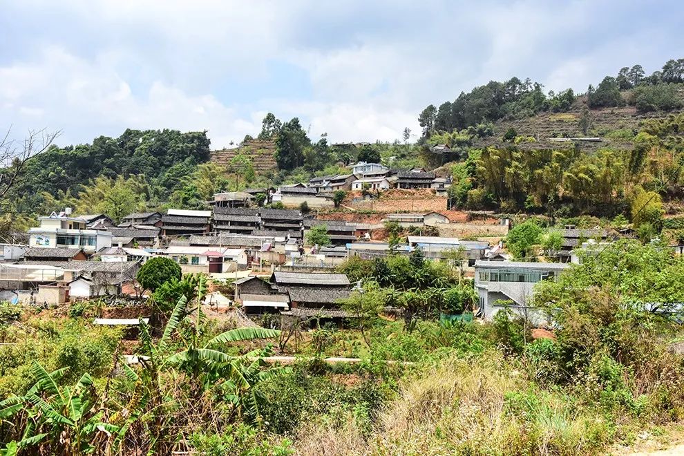 2021年正氣塘古樹(shù)秋茶特點(diǎn)是什么？