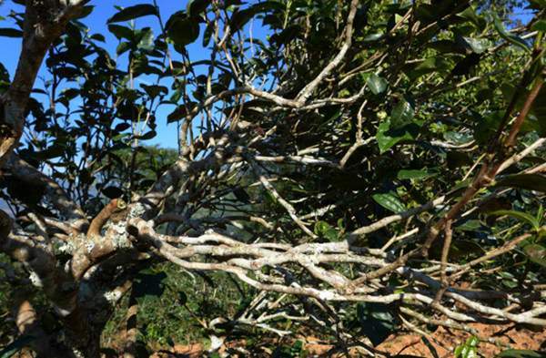 2021年正氣塘古樹(shù)秋茶花蜜香氣盈盈，冰糖甜韻深邃！