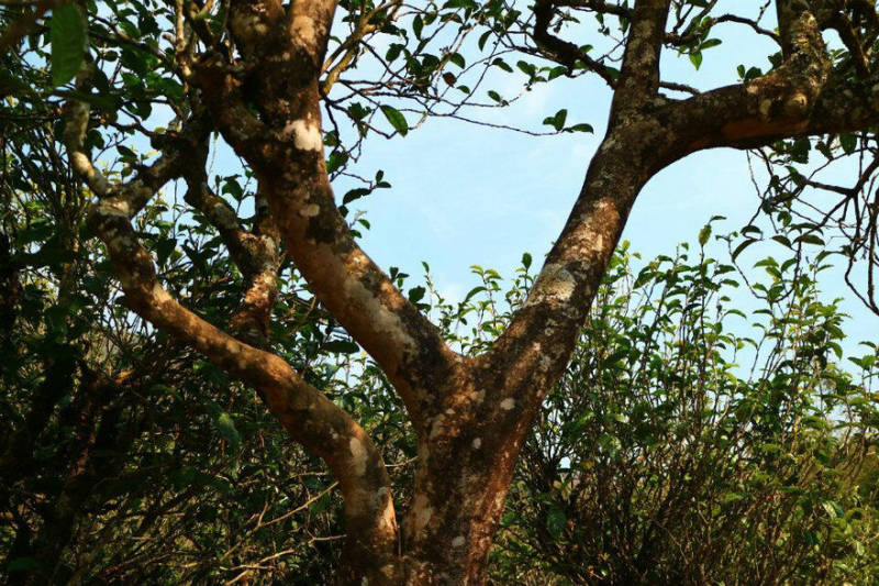 2021年冰島南迫古樹(shù)秋茶口感？