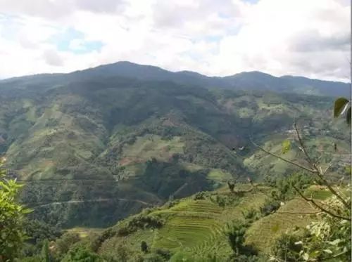 2021年冰島南迫古樹秋茶價(jià)格是多少？