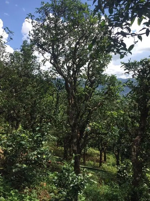 2021年冰島地界古樹秋茶特點？