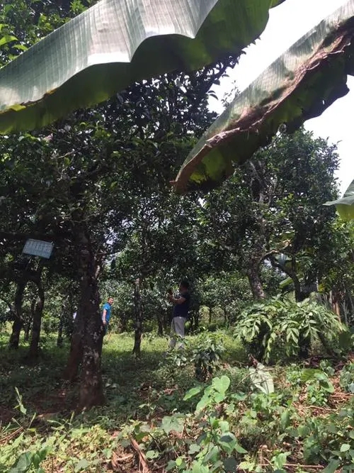 2021年冰島地界古樹秋茶特征詳解!